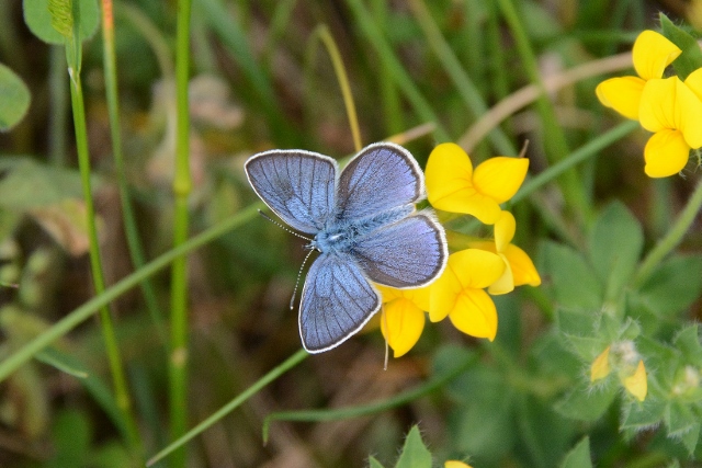 Polyommatus semiargus?